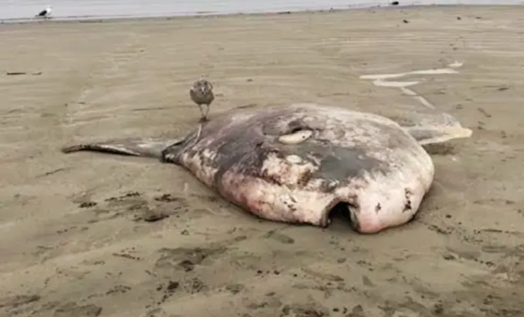 Na břehu Kalifornie vyplaveno vzácné stvoření: vědci jsou v úžasu