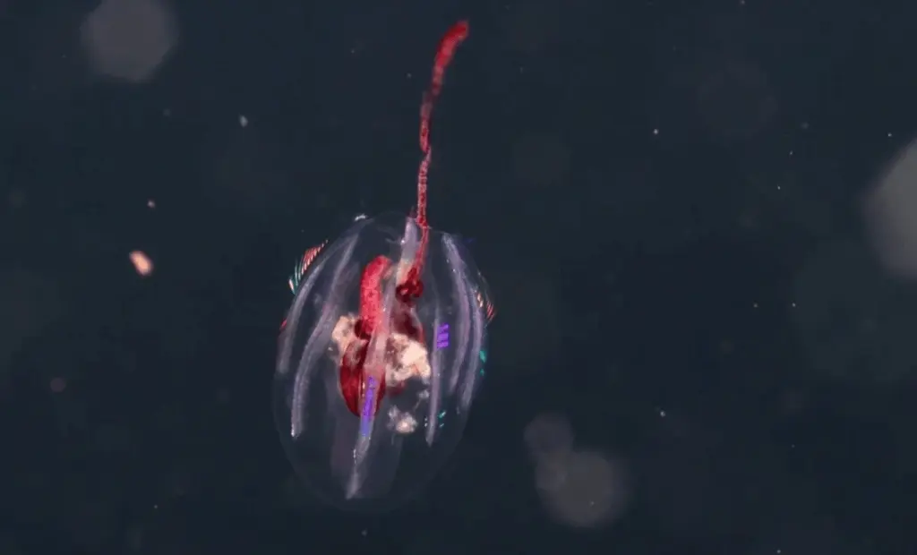 Objevili mimozemské tvory: Tyto bytosti v kolumbijských vodách jsou starší než dinosauři!