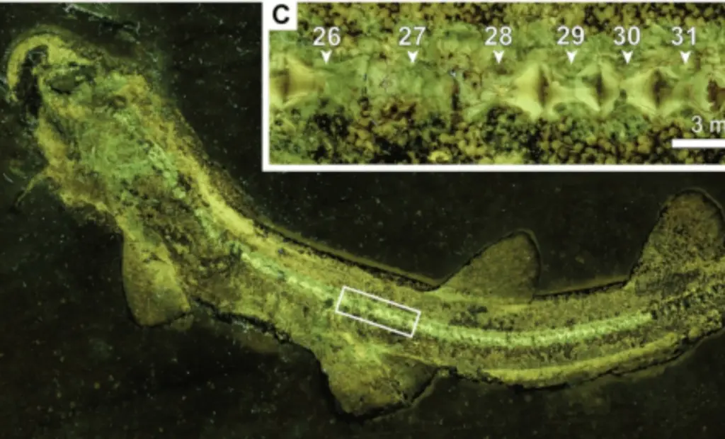 Objev z doby dinosaurů: 150 milionů let starý žralok boří evoluční teorie