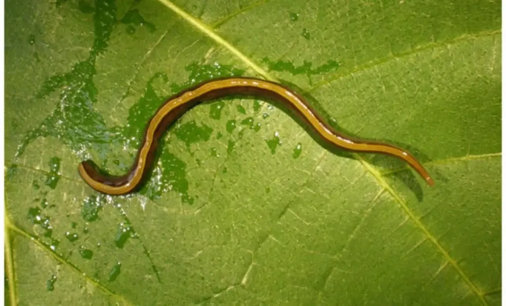 Parazit ve psí srsti? Proč na to vaši mazlíčci mohou mít vliv