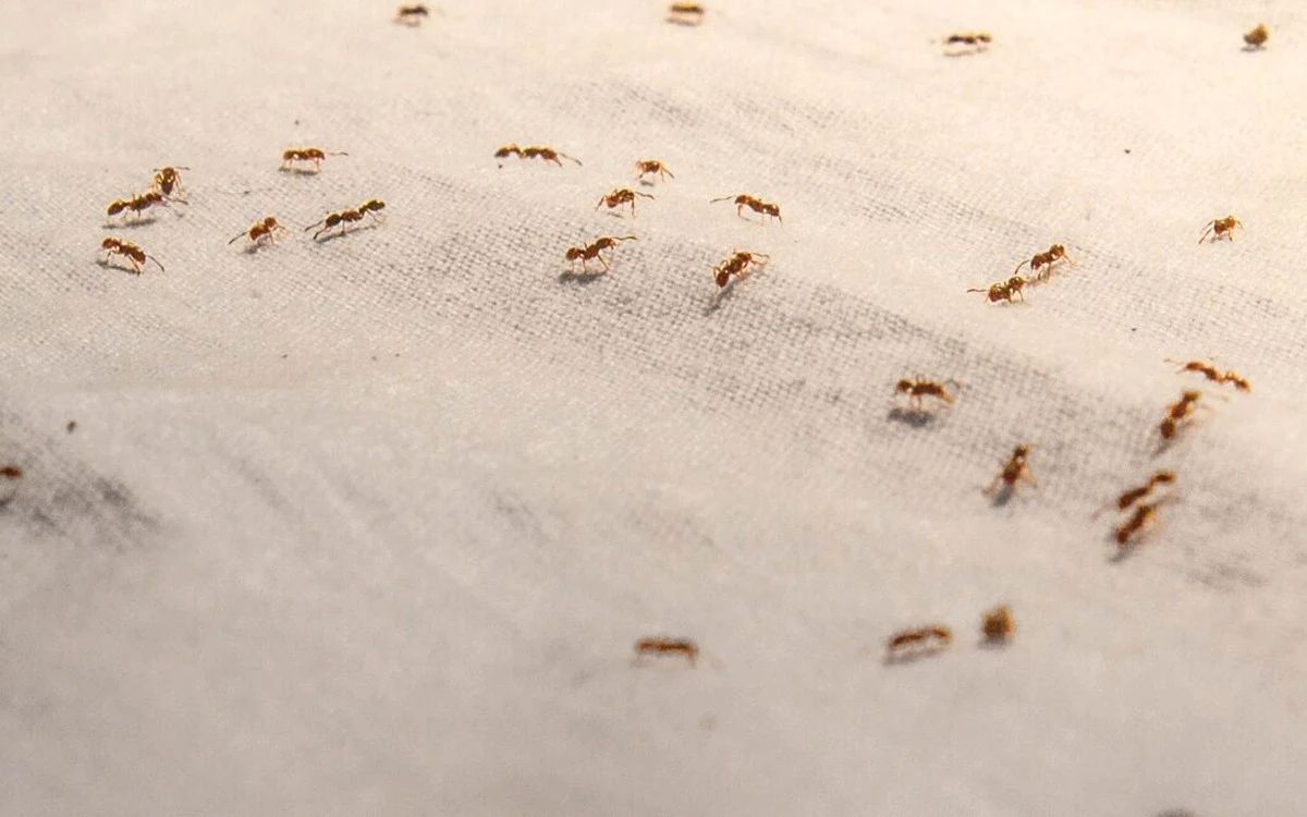 Parazit ve psí srsti? Proč na to vaši mazlíčci mohou mít vliv - image 2