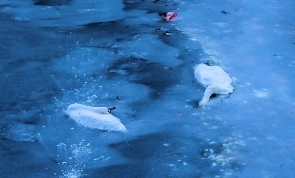 Proč se ptáci na zamrzlých vodách nehýbou? A proč k nim raději nechodit blíž