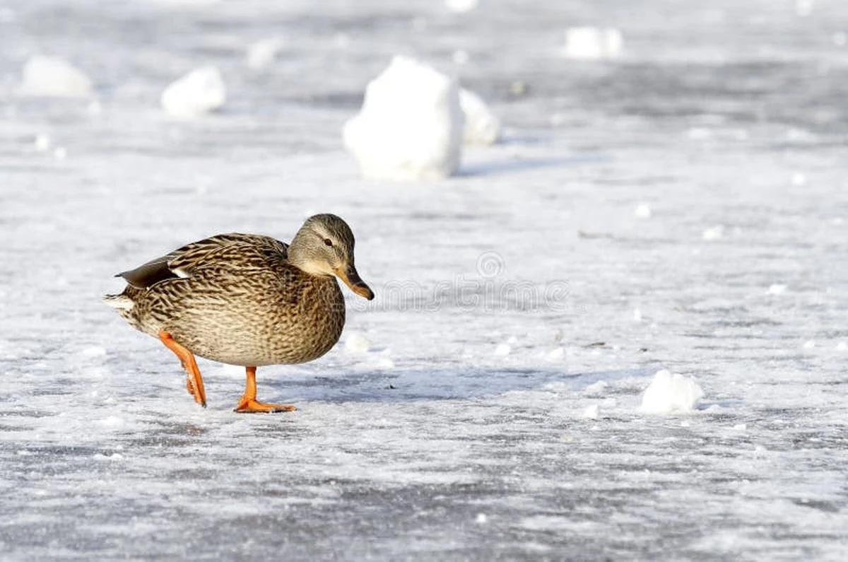 Proč se ptáci na zamrzlých vodách nehýbou? A proč k nim raději nechodit blíž - image 1