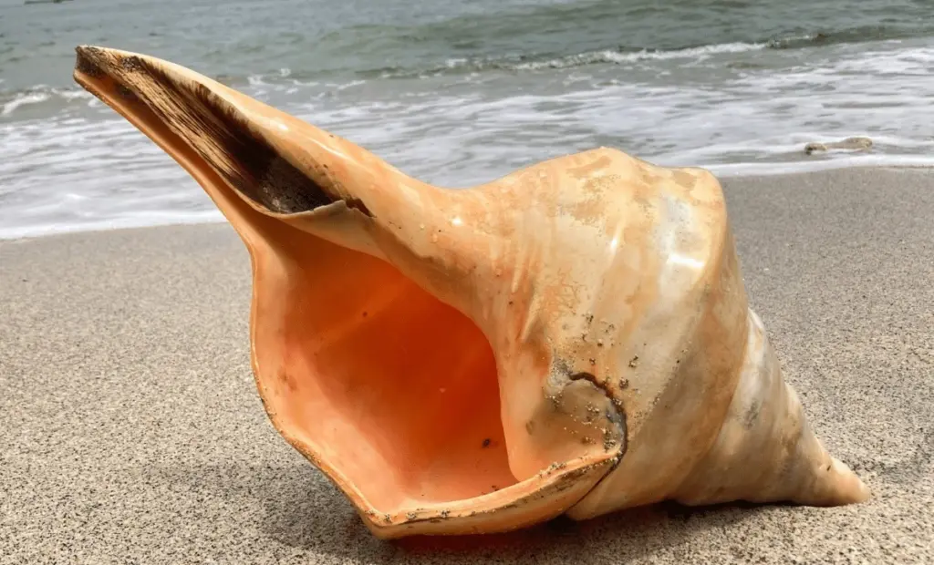 Proč zkušení zahradníci dávají houbičku na dno květináče