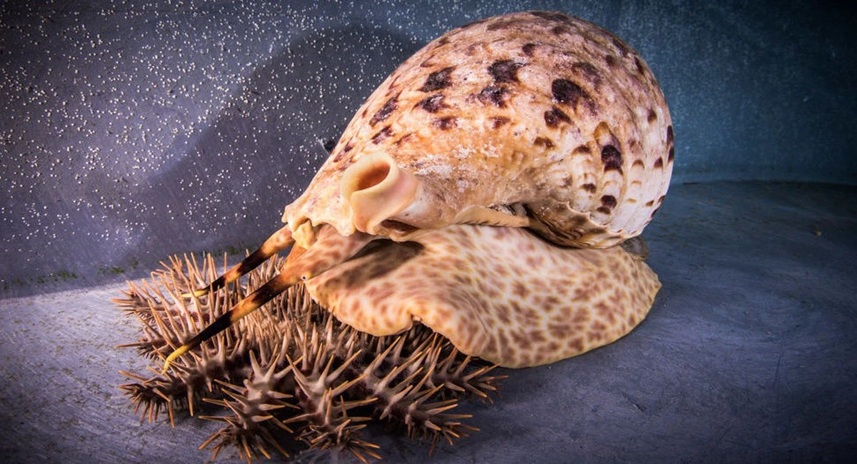 Proč zkušení zahradníci dávají houbičku na dno květináče - image 1