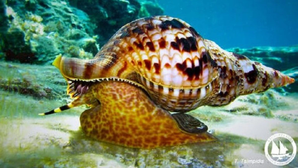 Proč zkušení zahradníci dávají houbičku na dno květináče - image 2