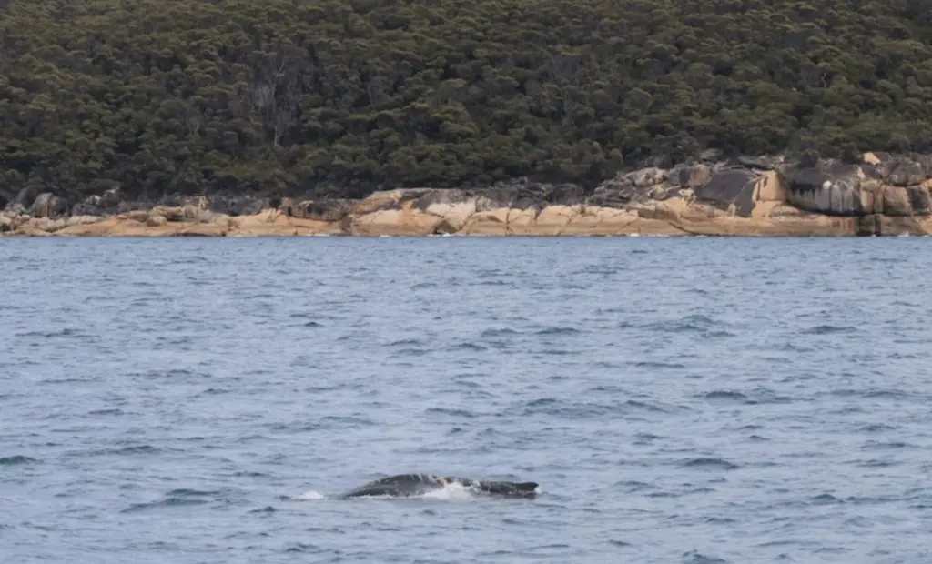 Raritní úlovek z australských vod: Mladá keporkaková velryba v ohrožení vzbudila obavy