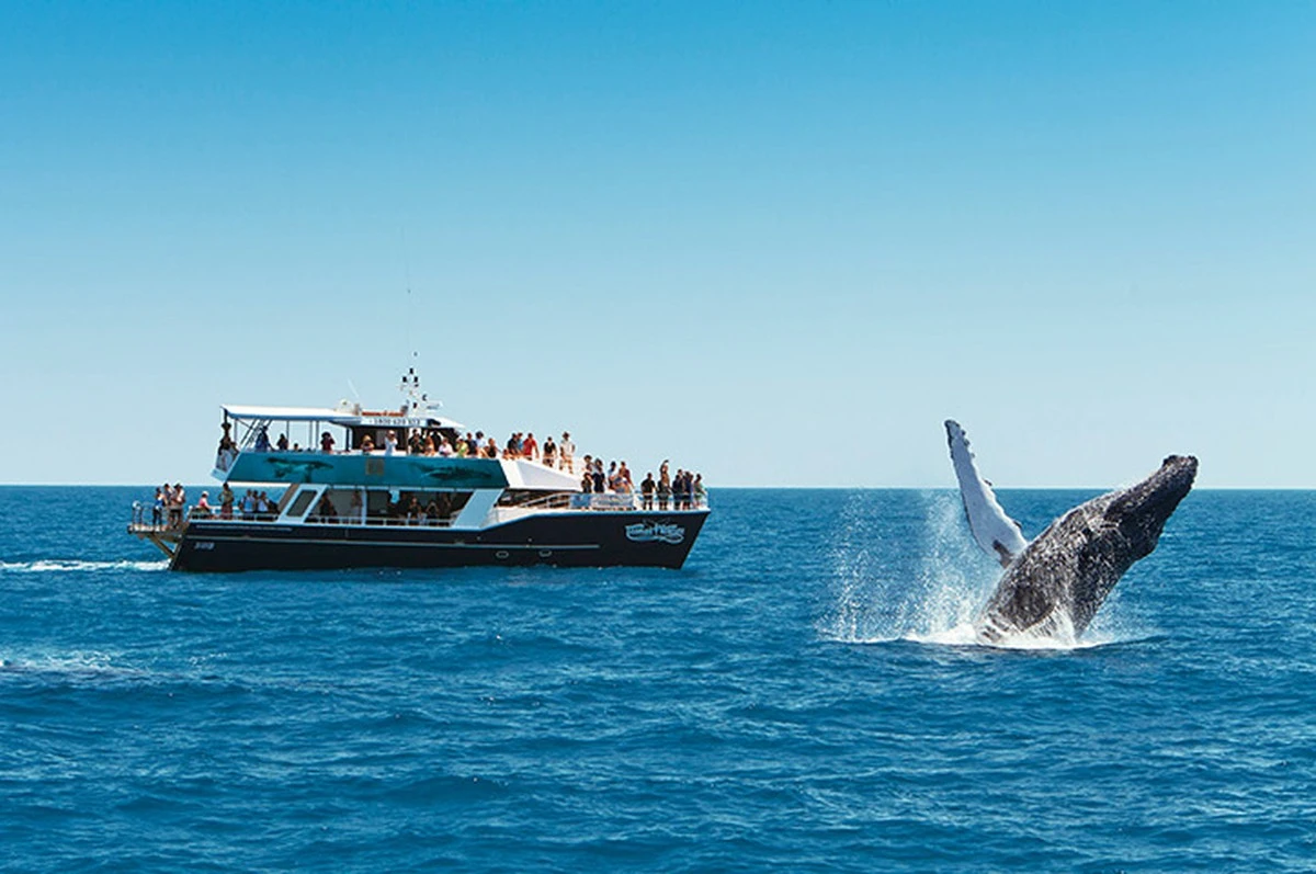 Raritní úlovek z australských vod: Mladá keporkaková velryba v ohrožení vzbudila obavy - image 2