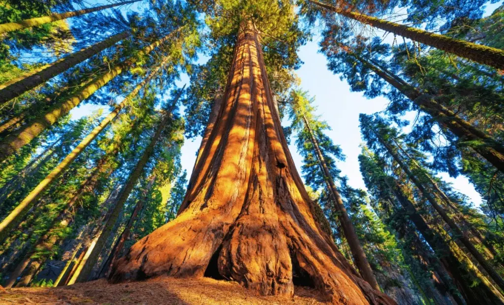 Set under 30 sekund: proč zahradníci nedají na tuto radu