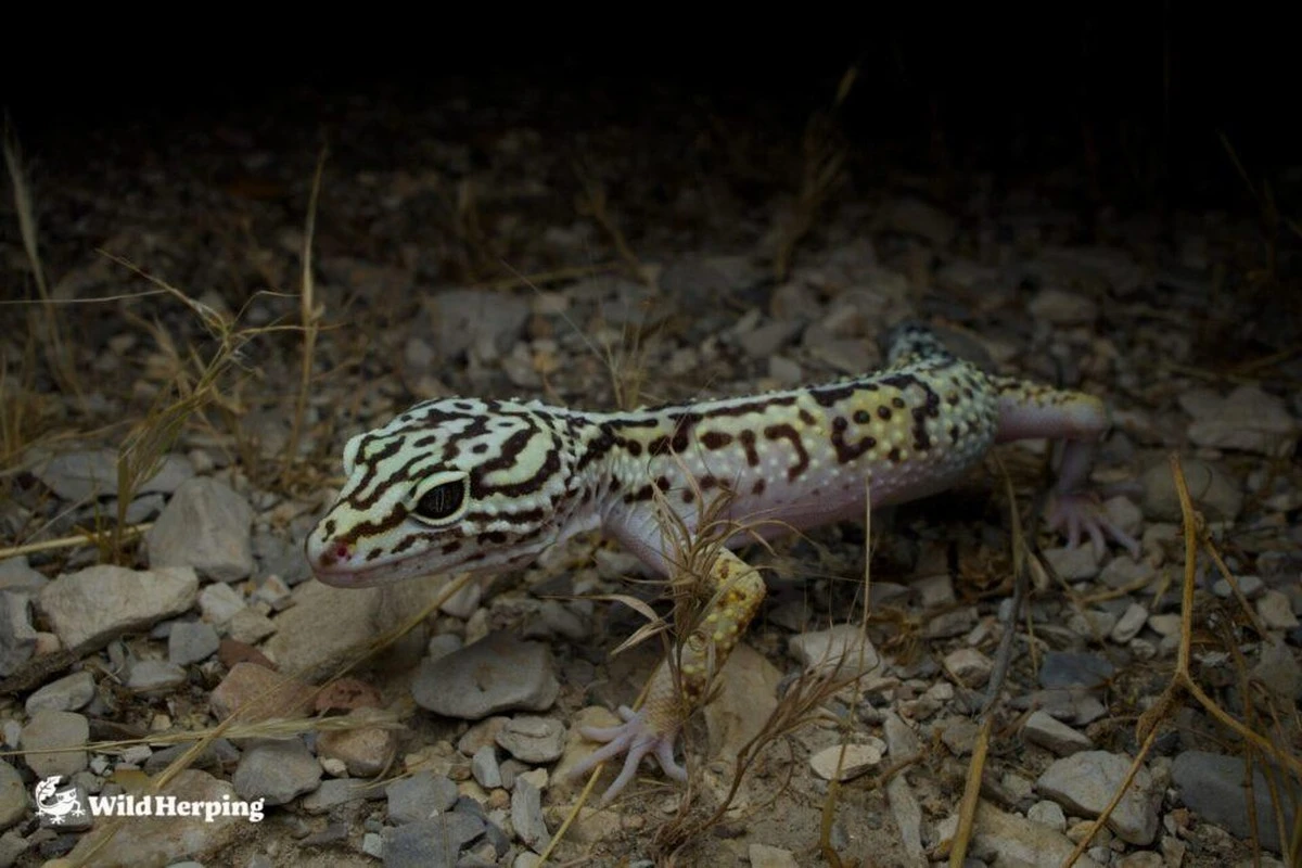 Spicy gekon s velkýma očima objímající íránskou skálu je úplně nový druh - image 1