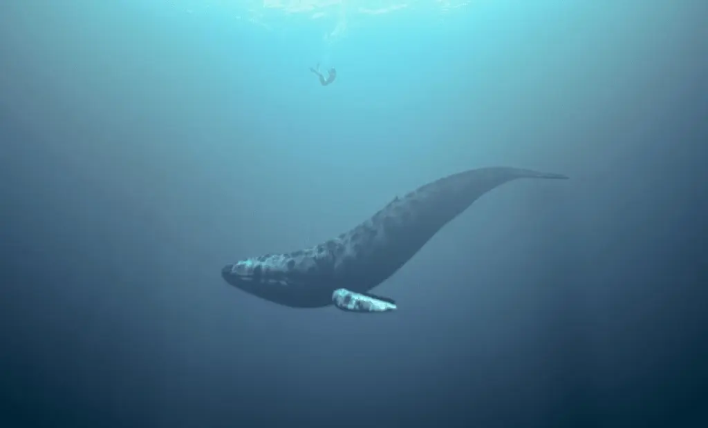 Tajemný zvuk v oceánu: Vědci pátrají po nejpodivnějším velrybím hlase planety