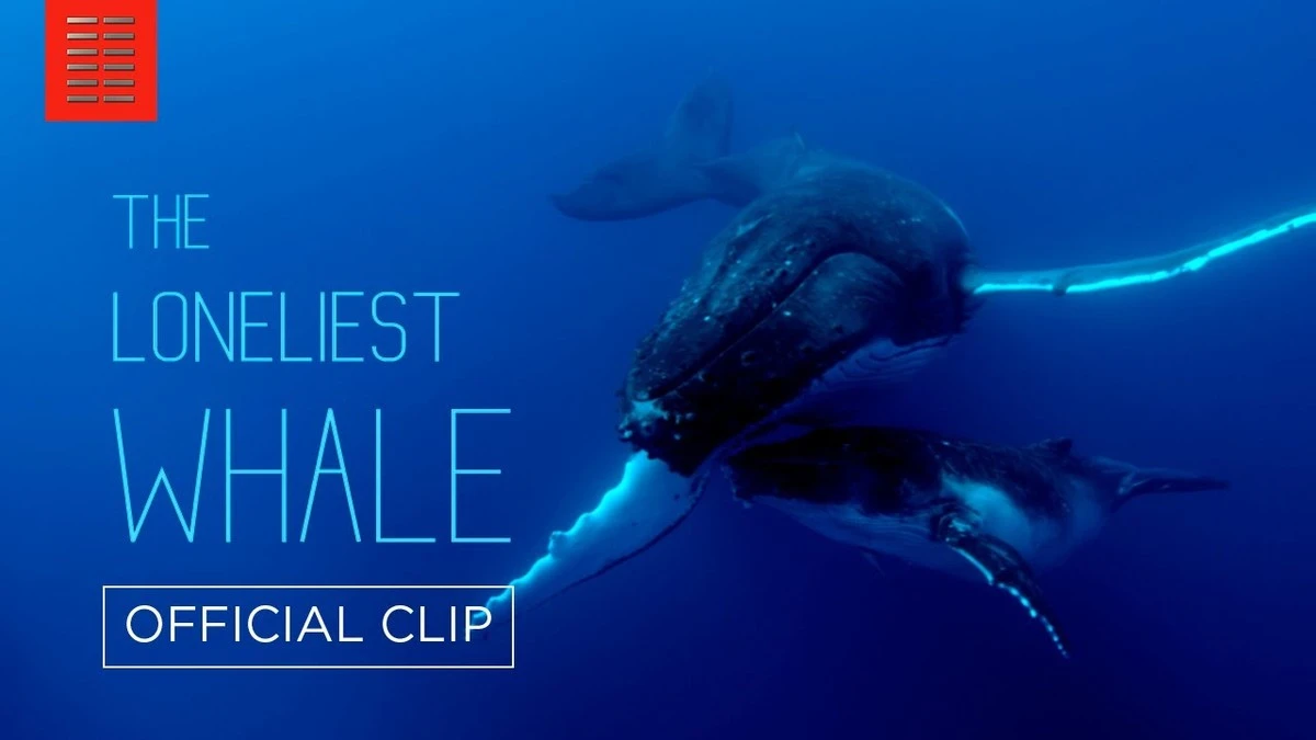 Tajemný zvuk v oceánu: Vědci pátrají po nejpodivnějším velrybím hlase planety - image 1