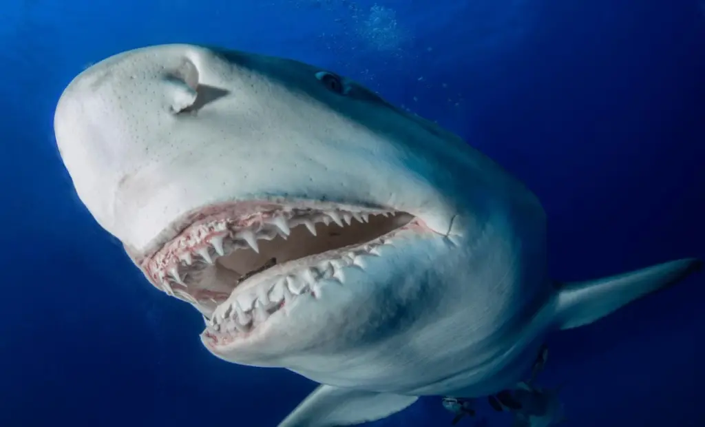 Tohle je důvod, proč vás keporkak chránil před žralokem