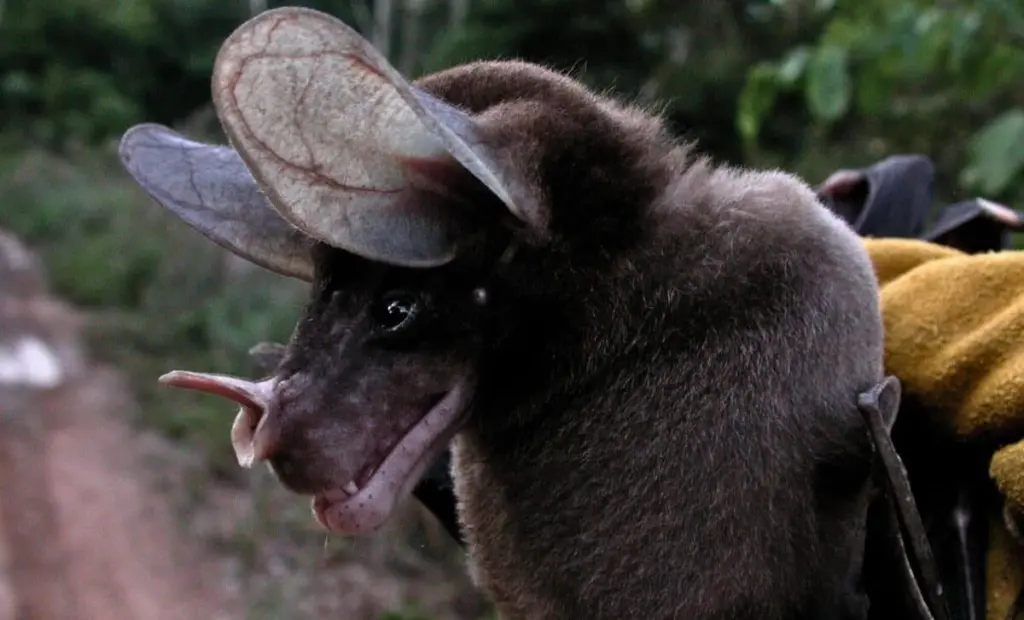 Vampýrské netopýry jste se báli, ale skutečnost je až překvapivě něžná