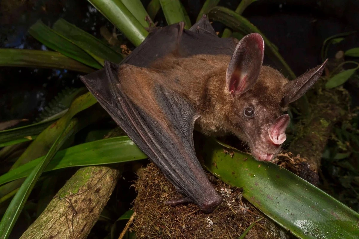 Vampýrské netopýry jste se báli, ale skutečnost je až překvapivě něžná - image 2