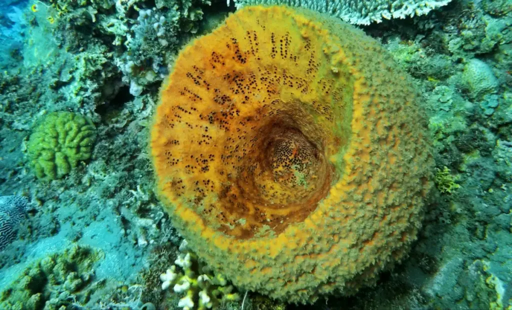 Vědci odhalili první živočichy Země: 541 milionů let staří mořští tvorové pravděpodobně formovali počátky života