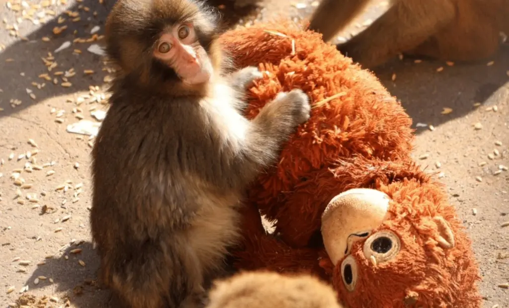Viral video opičky, která se drží plyšáka, vyděsil svět. Co se děje ve skutečnosti?