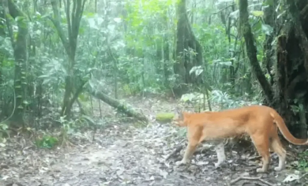 Vzácný „ohnivý tygr“ zachycen na kameru: Krátký pohled do života Asijské zlaté kočky