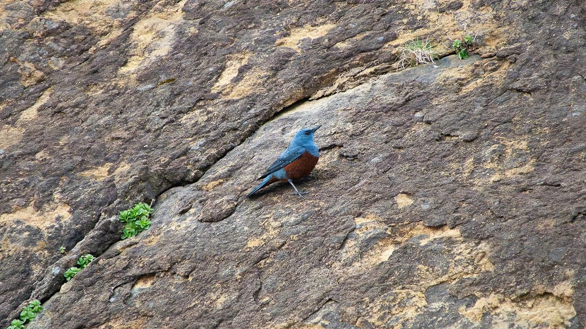 Vzácný pták se po 40 letech objevil v Singapuru a experty nadchl - image 1