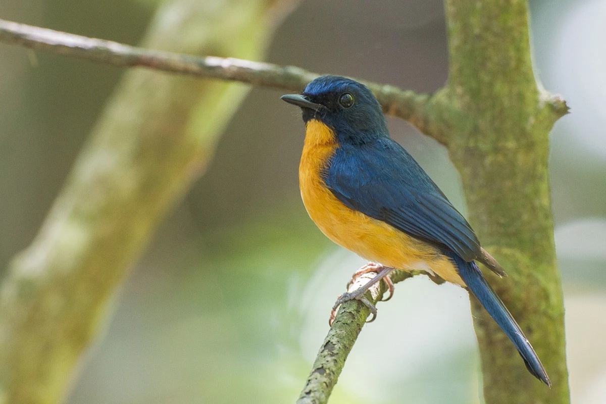 Vzácný pták se po 40 letech objevil v Singapuru a experty nadchl - image 2