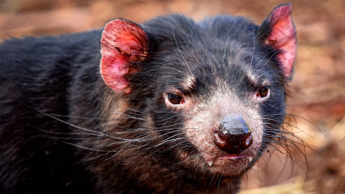 Vzácný záznam odhaluje návrat jednoho z nejohroženějších savců Austrálie - image 1