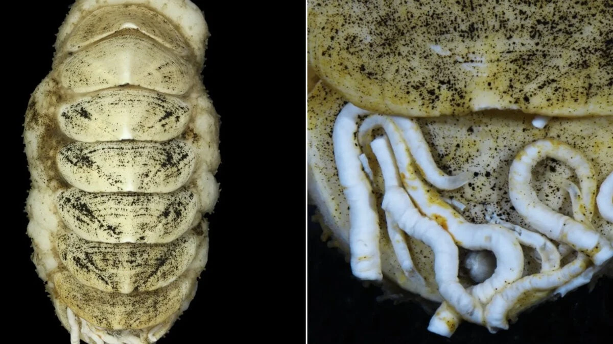 Železný jazyk hlubinného tvora: Tajemství přežití v hlubinách - image 2