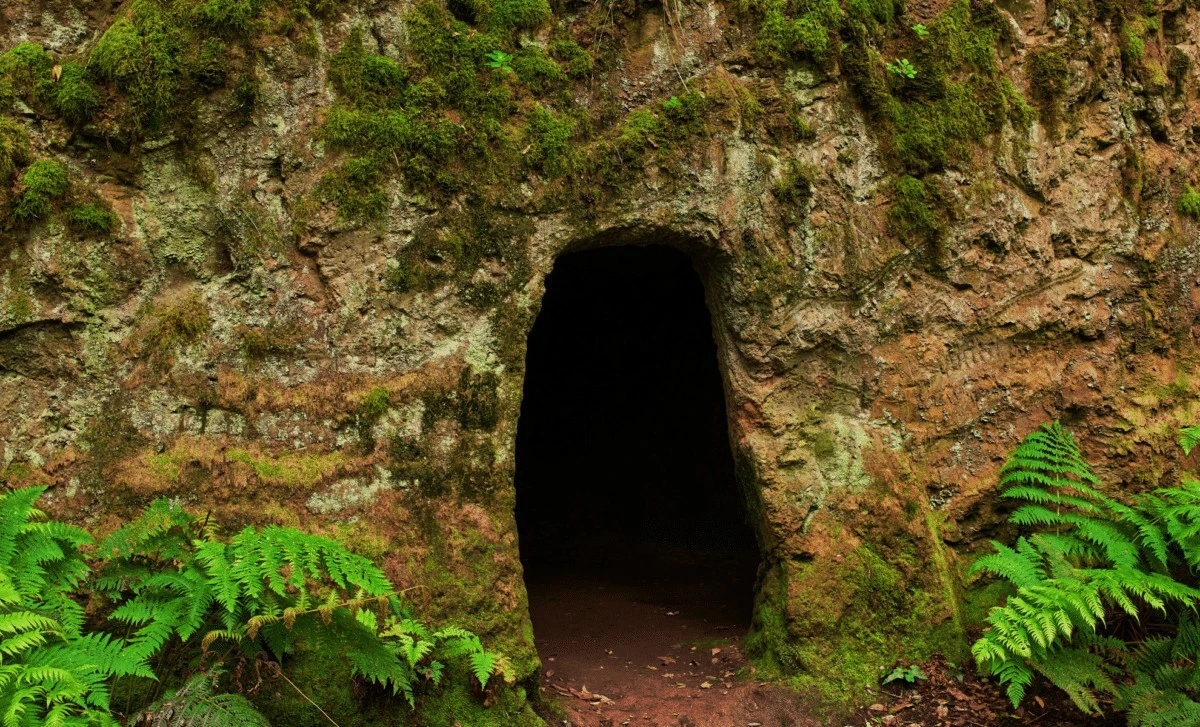 Ztracený svět v novozélandské jeskyni: 1 milion let staré fosilie odhalují tajemné druhy - image 1