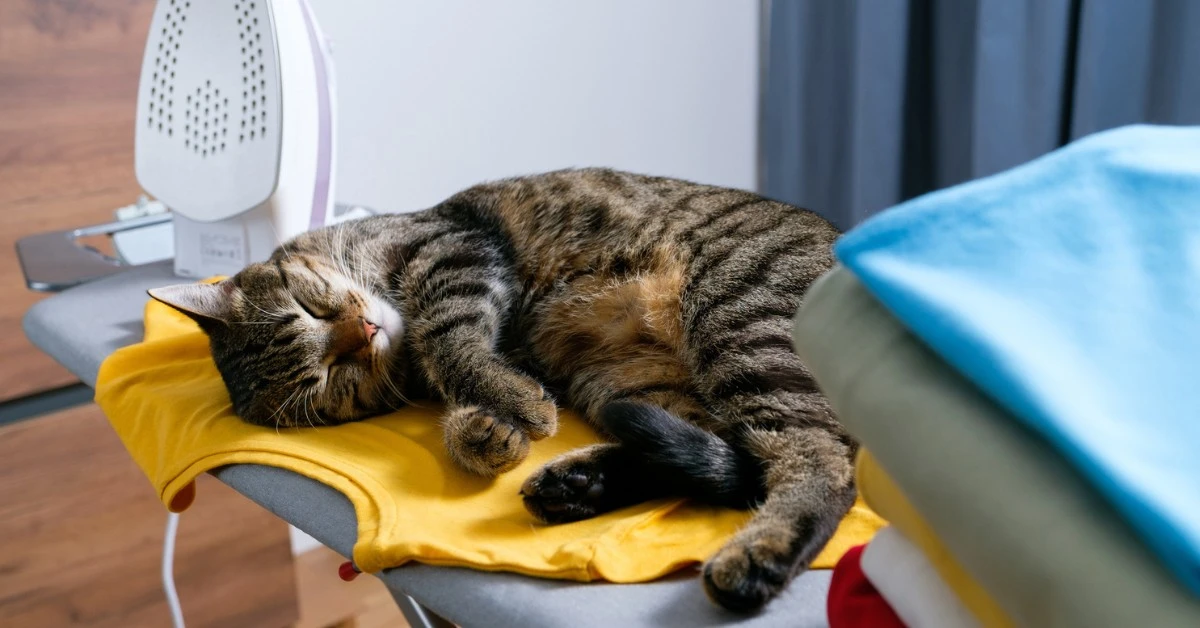 5 překvapivých pomůcek, které doma najdete a zatočí s kočičími chlupy - image 1