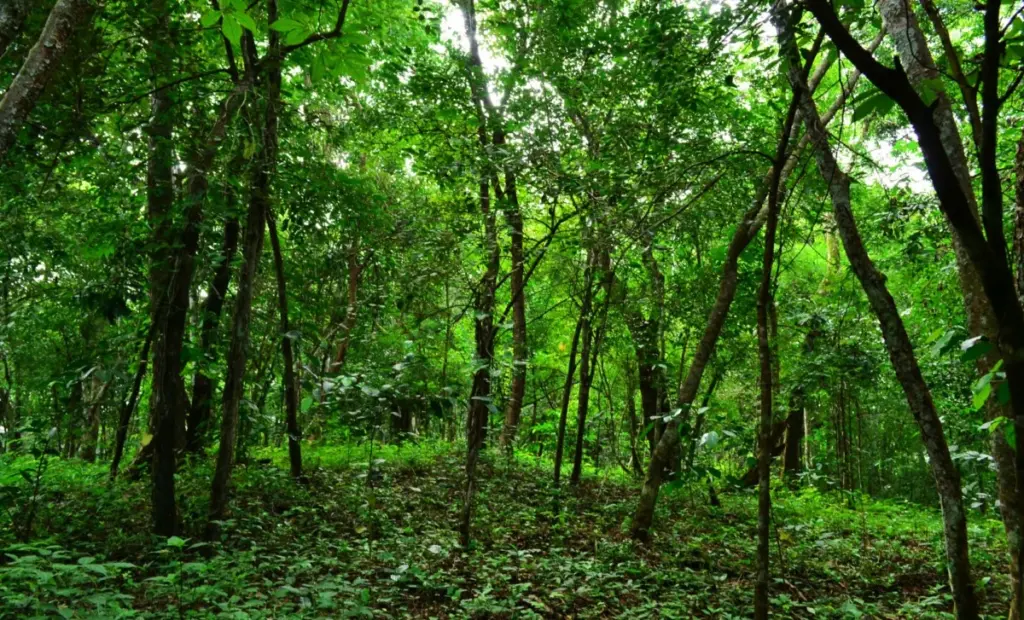 Dva druhy považované za vyhynulé 6 000 let se objevily v Nové Guineji