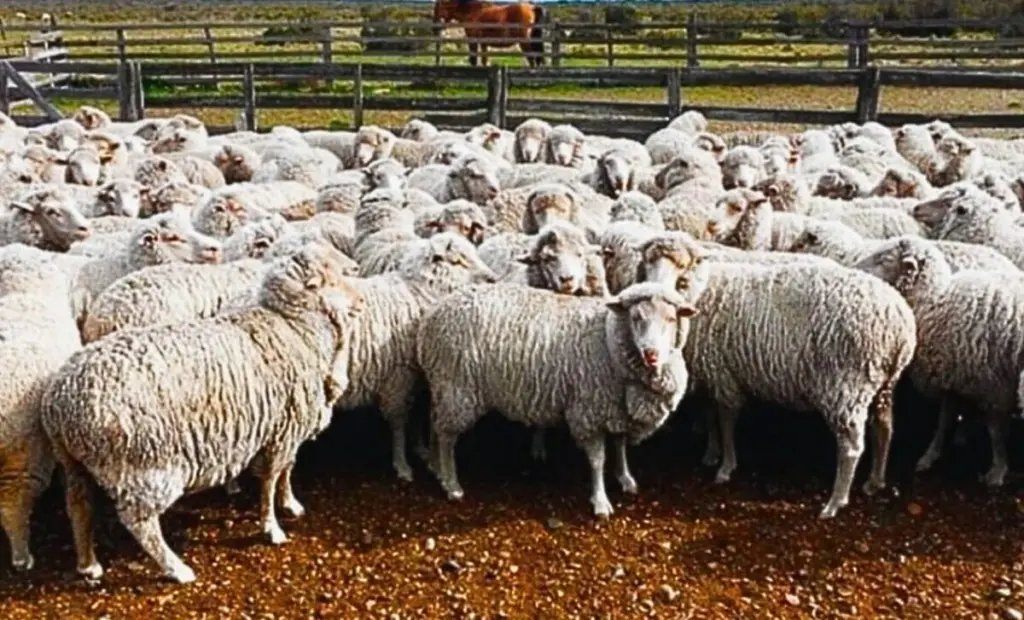 Jak zemědělci proměnili tuny ovčí vlny v zázrak pro vyprahlou půdu: Co vědci nečekali