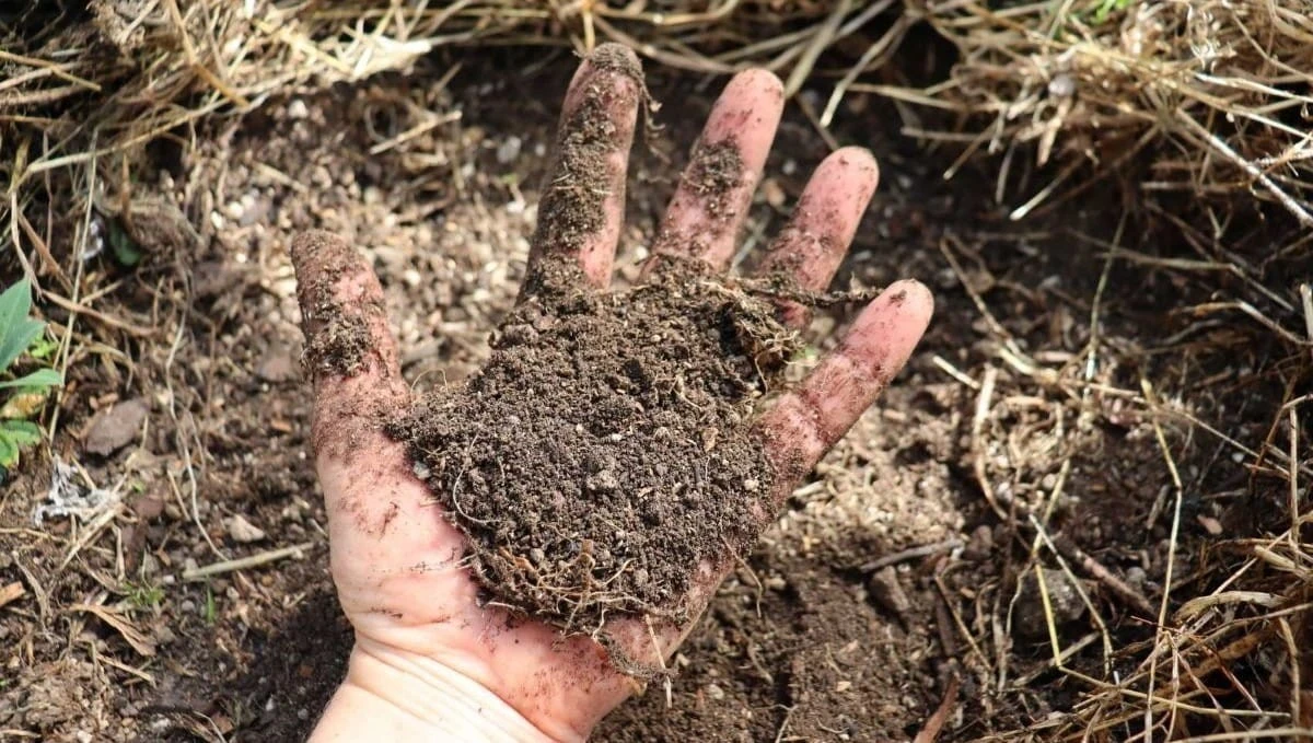 Jak zemědělci proměnili tuny ovčí vlny v zázrak pro vyprahlou půdu: Co vědci nečekali - image 2