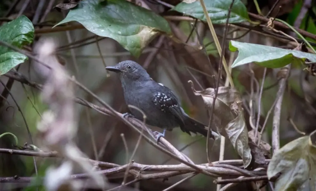 Kde se skrývá pět druhů? Amazonie překvapuje ornitology skrytou rozmanitostí