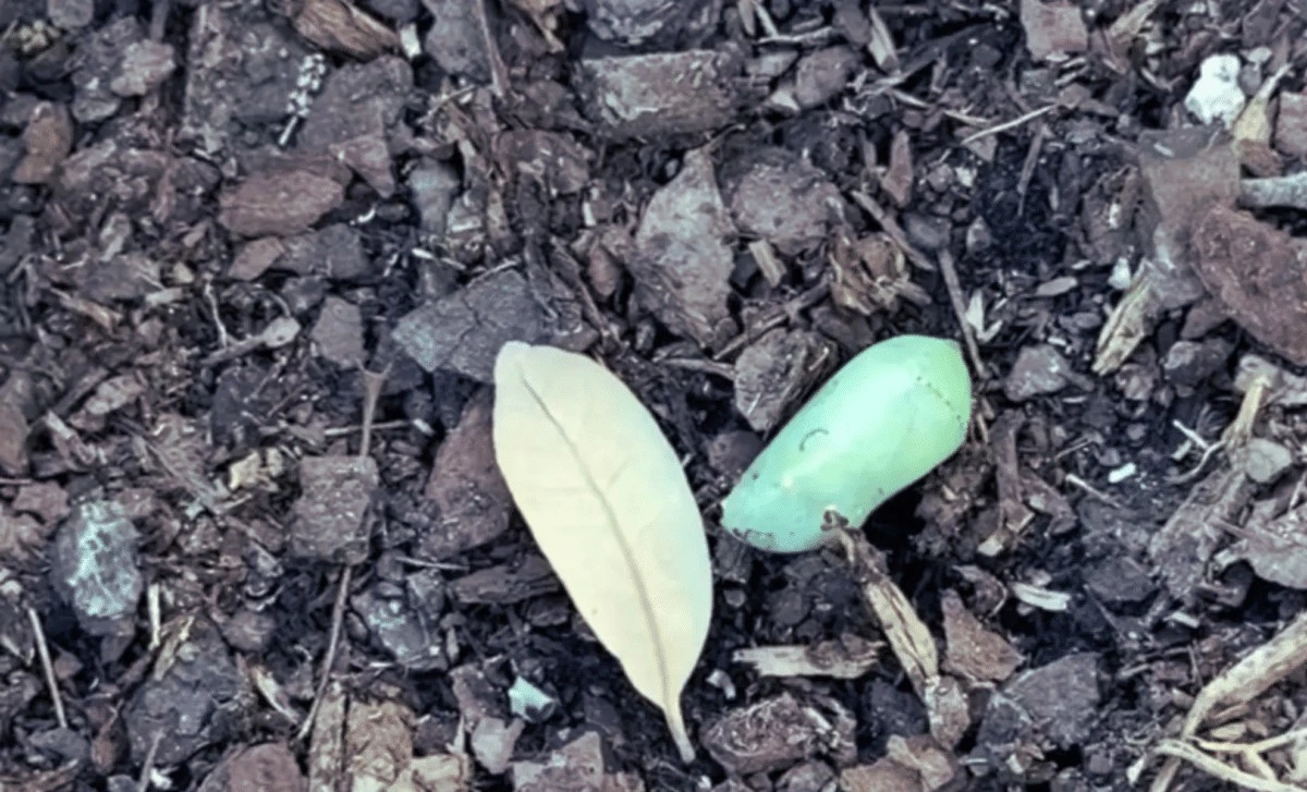 Objevila v zahradě zvláštní zelený objekt: To, co se objevilo o hodiny později, ji nechalo beze slov - image 1