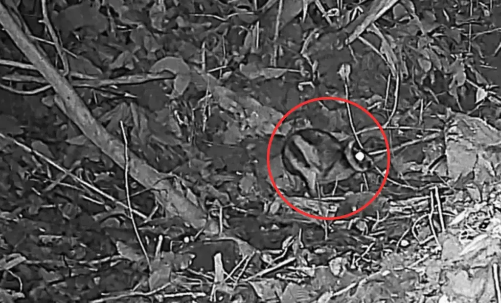 Odhalena supervzácná zvířata v horách: Co kamery zachytily?