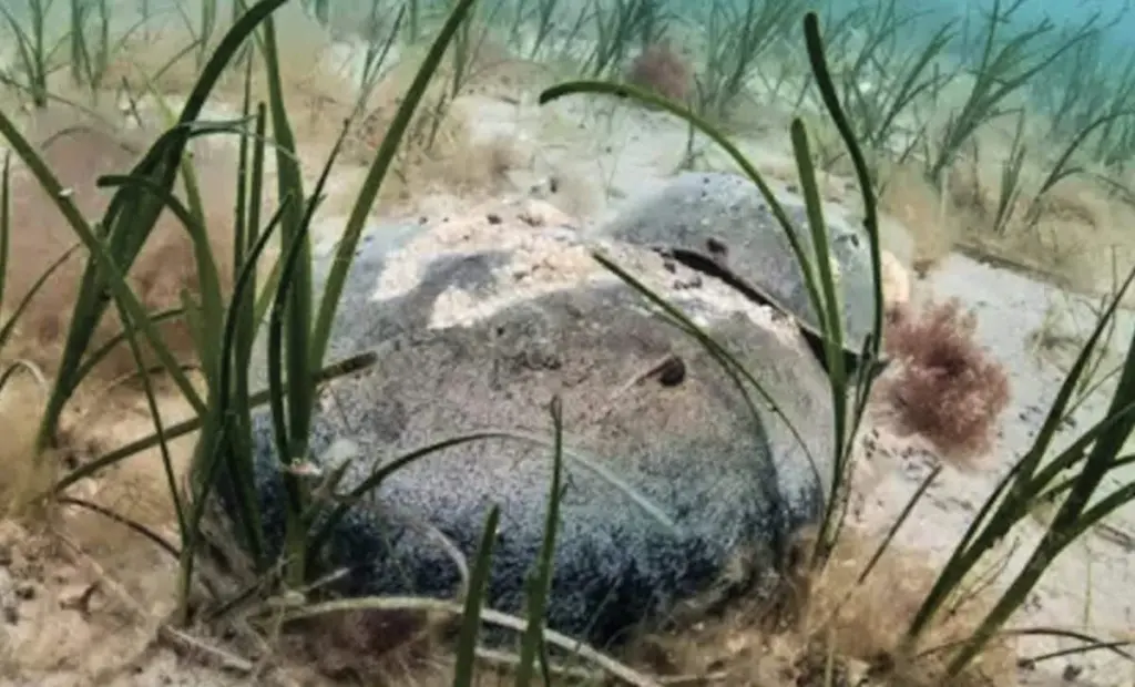 Po 150 letech se do poškozené laguny vrátil tvor starý 445 milionů let