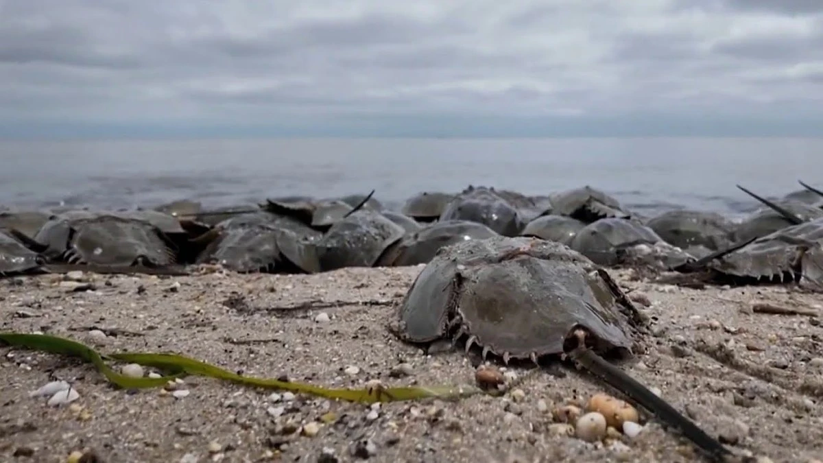Po 150 letech se do poškozené laguny vrátil tvor starý 445 milionů let - image 1