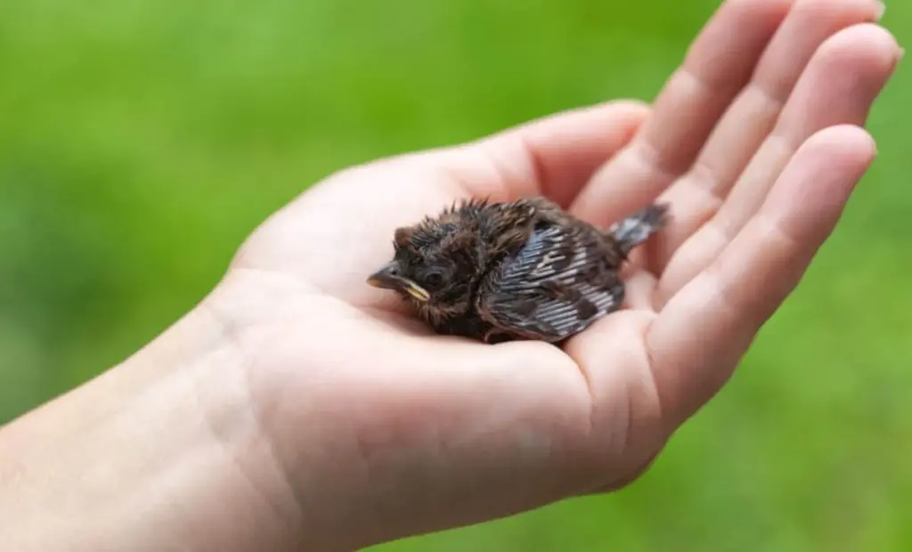Proč mláďata ptáků prohrávají boj o přežití vlivem chladu, deště a změny klimatu