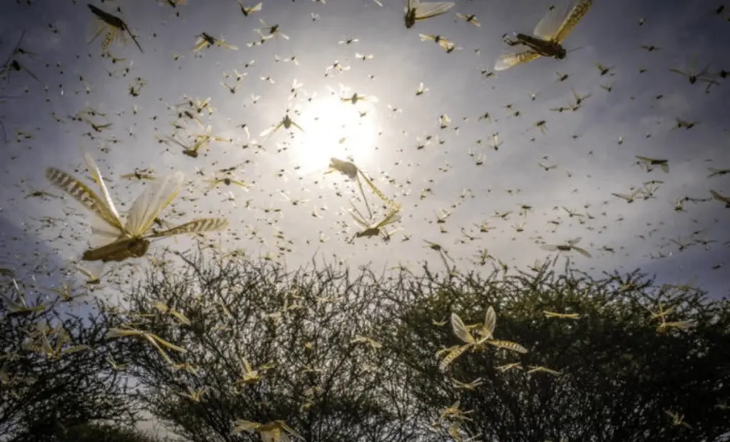Setkání s ničivými roji: Hmyzí armáda, která pohltí vše