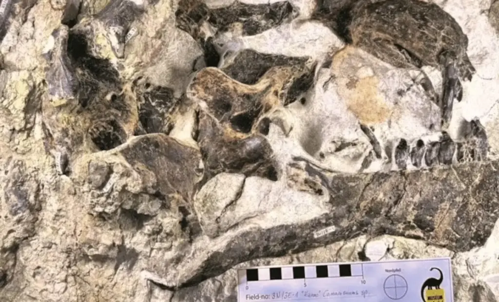 Švýcarští paleontologové odhalili téměř dokonalou lebku dinosaura starou 150 milionů let