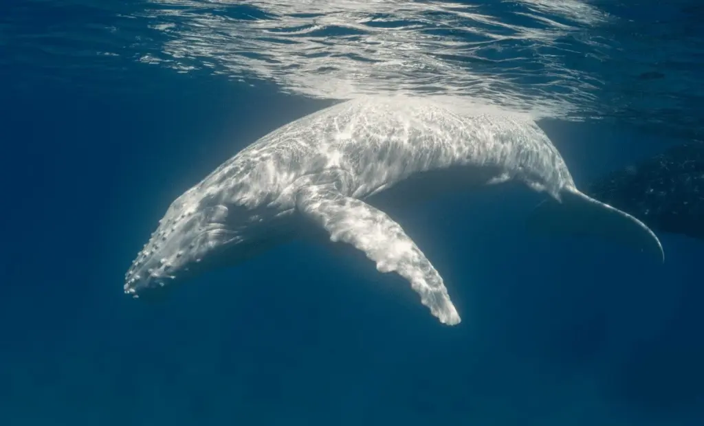Unikátní bílé mládě keporkaka natočeno poprvé: Co to znamená pro ochranu velryb?