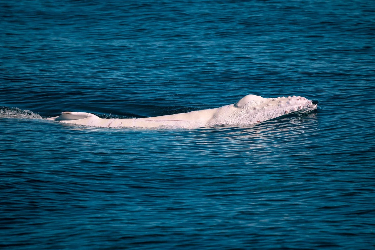 Unikátní bílé mládě keporkaka natočeno poprvé: Co to znamená pro ochranu velryb? - image 1