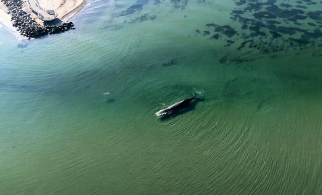 Uvízl velrybár, stráž u pobřeží Německa zachránila větší zvíře, než se čekalo