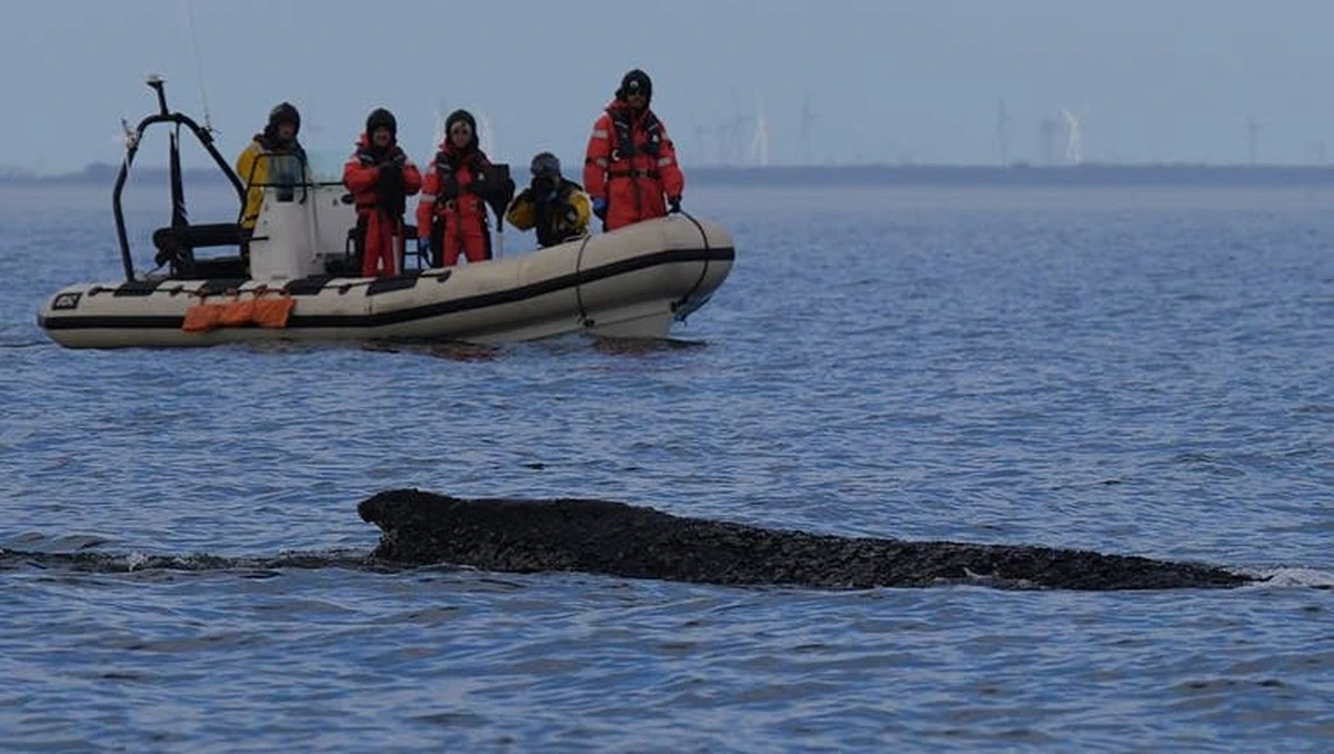 Uvízl velrybár, stráž u pobřeží Německa zachránila větší zvíře, než se čekalo - image 1