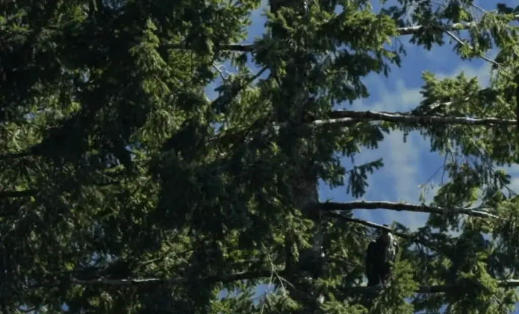 Vědci nevěřili: Kalifornští kondorové hnízdí po 100 letech na posvátné půdě kmene.