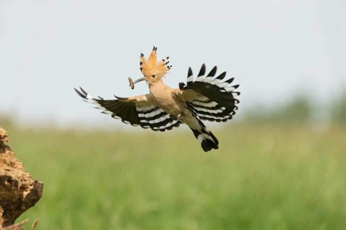 Vědci nevěřili: Kalifornští kondorové hnízdí po 100 letech na posvátné půdě kmene. - image 2