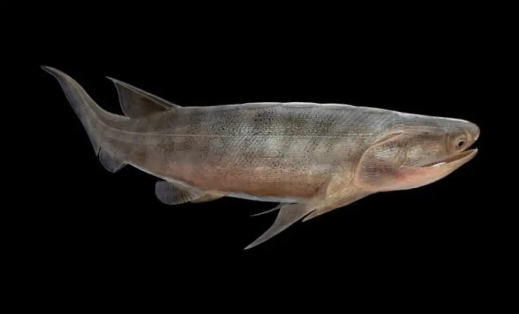Vědci objevili 400 milionů let staréfosilie kostnatých ryb, které měníhistorii evoluce obratlovců