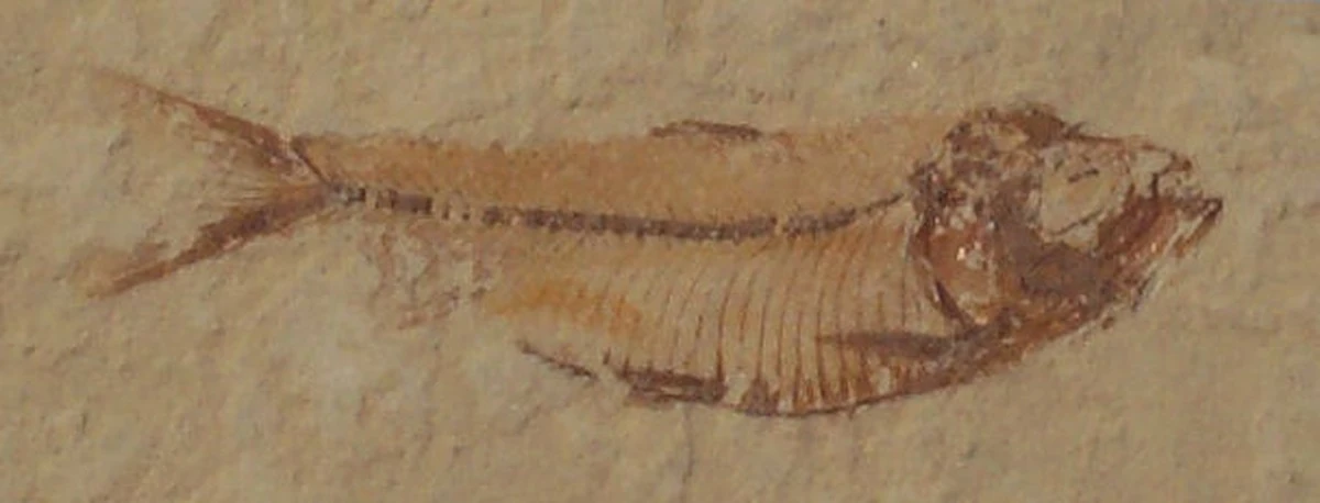 Vědci objevili 400 milionů let staréfosilie kostnatých ryb, které měníhistorii evoluce obratlovců - image 1