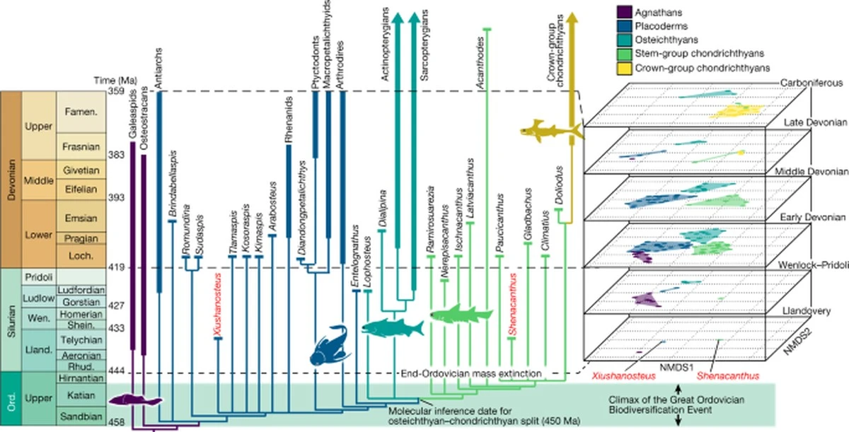 Vědci objevili 400 milionů let staréfosilie kostnatých ryb, které měníhistorii evoluce obratlovců - image 2