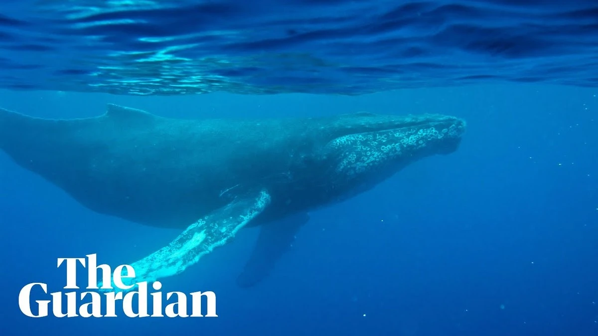 Vědci objevili nahrávku velrybího zpěvu ze 40. let: Odhalí klíč k oceánům? - image 1