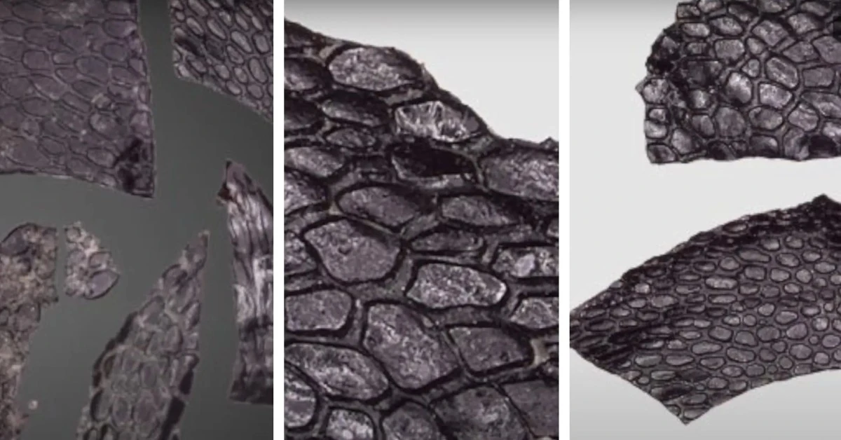 Vědci objevili nejstarší nalezenou plazí kůži v jeskyni v Oklahomě - image 1